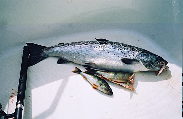 Tintti-Uistimen galleria