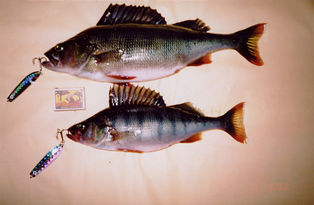 Tintti-Uistimen galleria