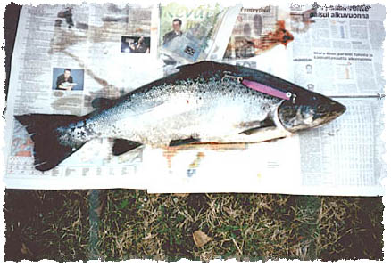 Tintti-Uistimen galleria