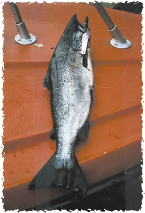 Tintti-Uistimen galleria