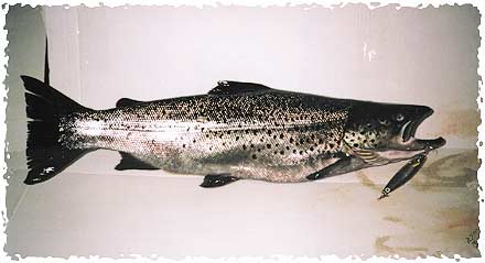 Tintti-Uistimen galleria