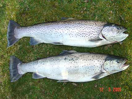 Tintti-Uistimen galleria