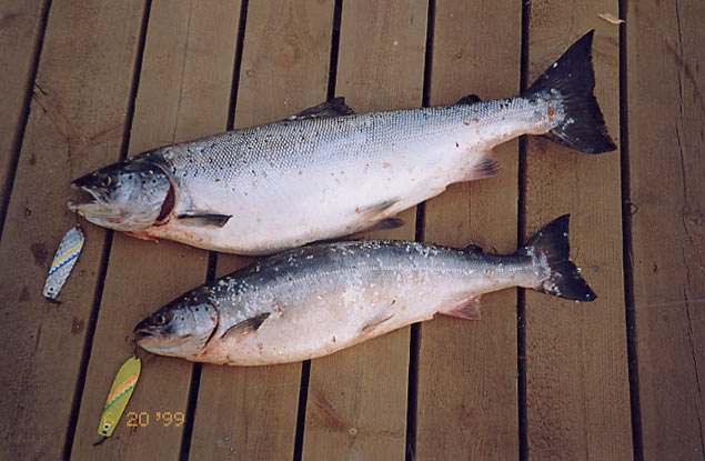 Tintti-Uistimen galleria