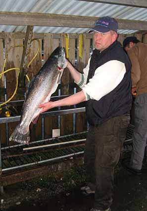 Tintti-Uistimen galleria