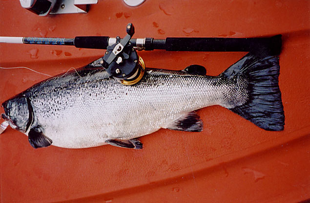 Tintti-Uistimen galleria