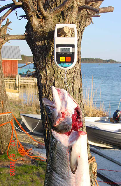 Tintti-Uistimen galleria