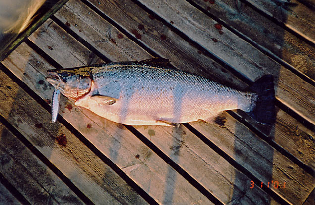 Tintti-Uistimen galleria