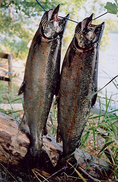 Tintti-Uistimen galleria