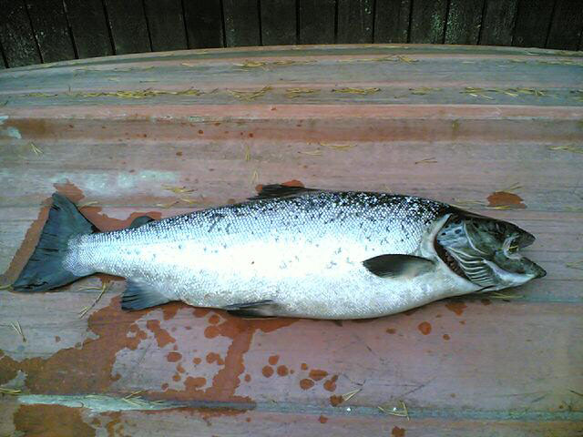 Tintti-Uistimen galleria