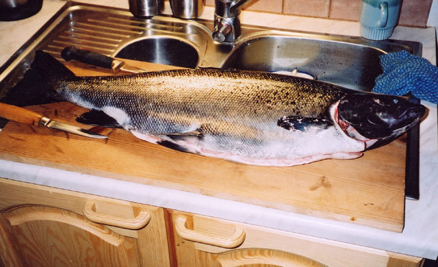 Tintti-Uistimen galleria