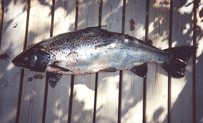 Tintti-Uistimen galleria