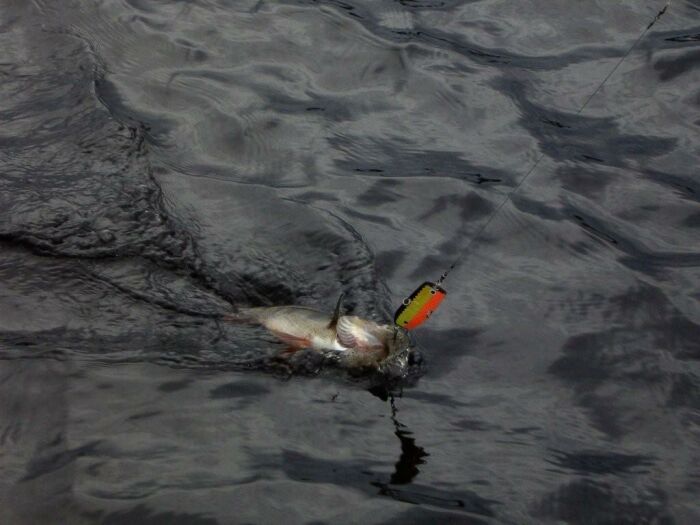 Tintti-Uistimen galleria