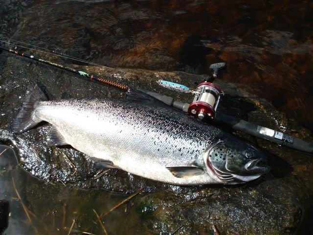 Tintti-Uistimen galleria