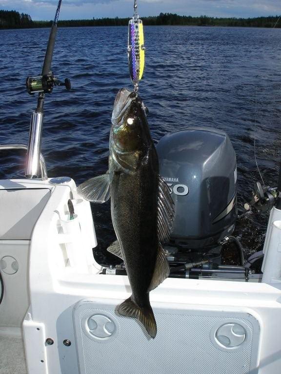 Tintti-Uistimen galleria