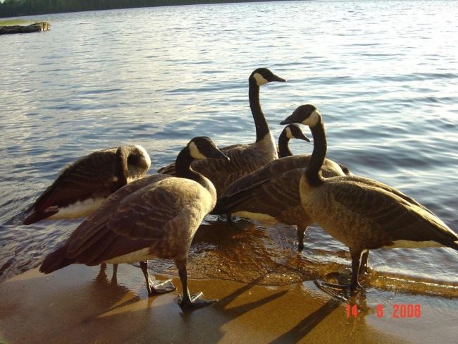 Tintti-Uistimen galleria