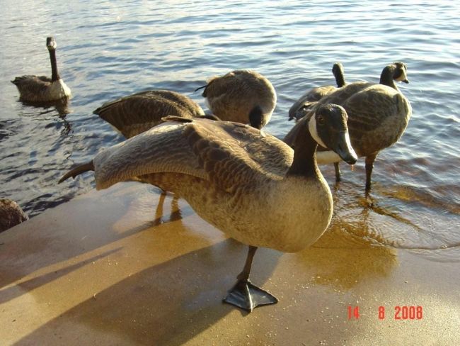 Tintti-Uistimen galleria