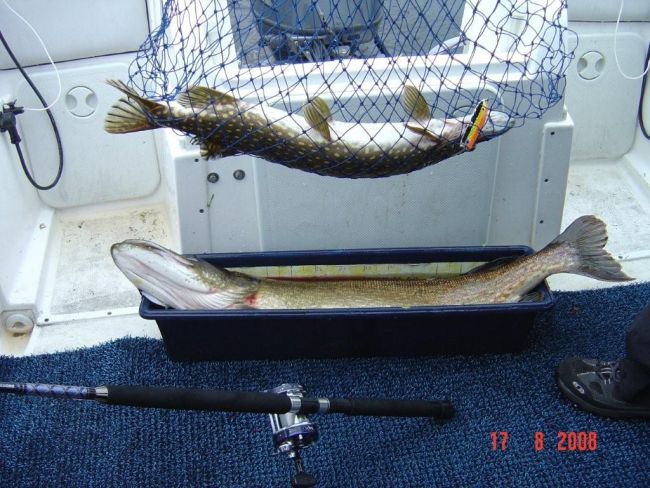 Tintti-Uistimen galleria