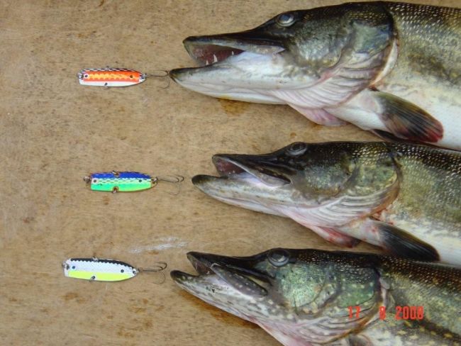 Tintti-Uistimen galleria