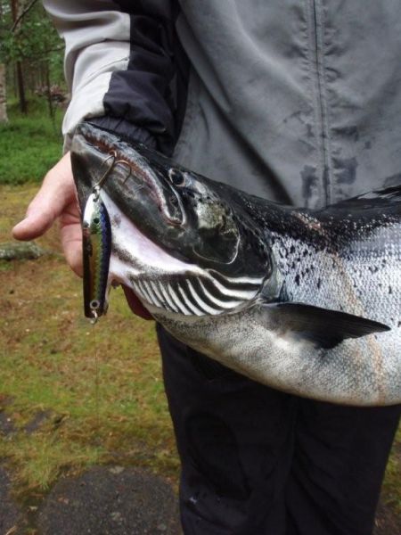 Tintti-Uistimen galleria