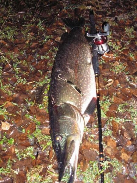 Tintti-Uistimen galleria