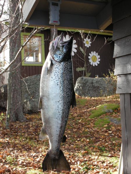 Tintti-Uistimen galleria