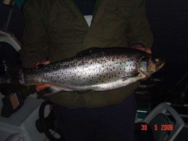 Tintti-Uistimen galleria