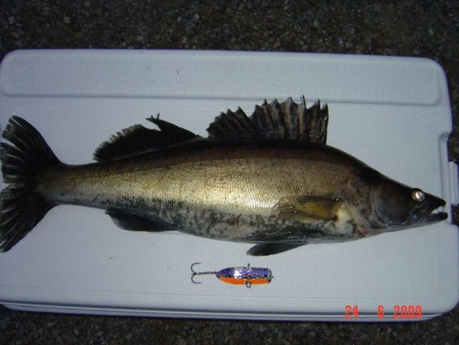 Tintti-Uistimen galleria