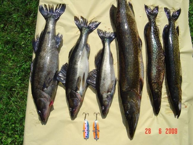 Tintti-Uistimen galleria