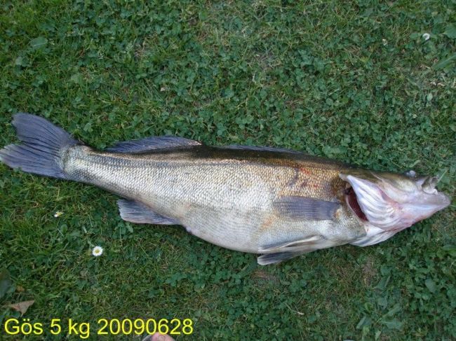 Tintti-Uistimen galleria