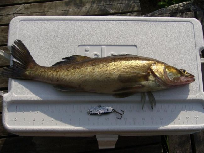 Tintti-Uistimen galleria