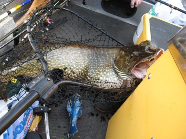 Tintti-Uistimen galleria