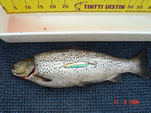 Tintti-Uistimen galleria