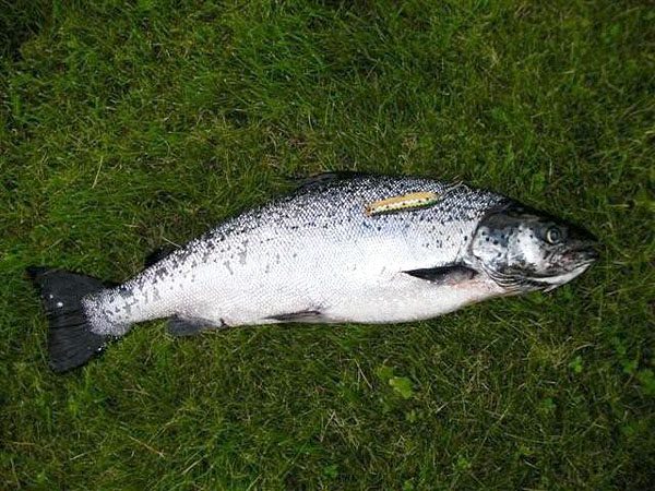 Tintti-Uistimen galleria