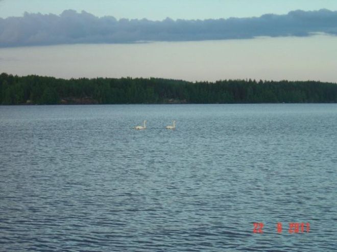 Tintti-Uistimen galleria