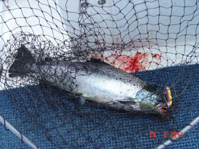 Tintti-Uistimen galleria