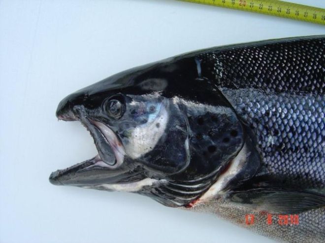 Tintti-Uistimen galleria