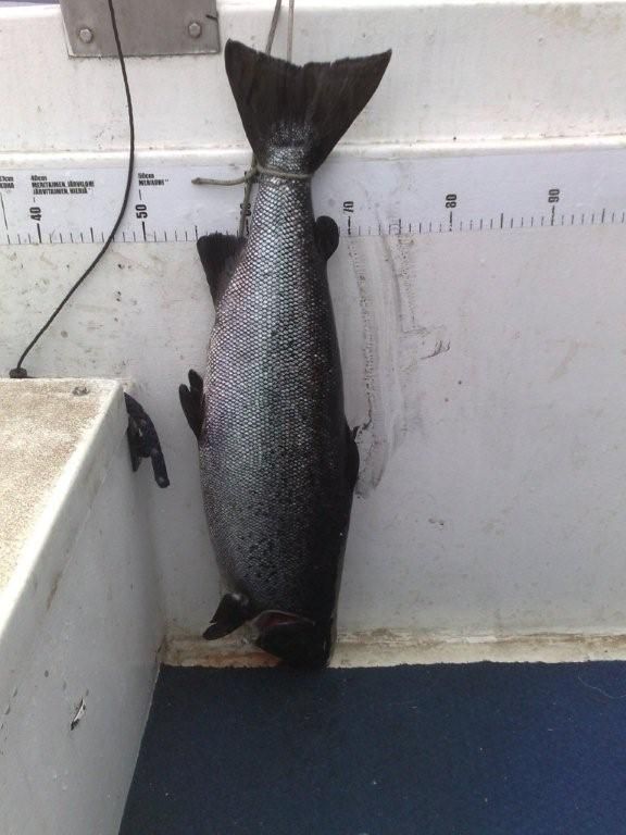 Tintti-Uistimen galleria