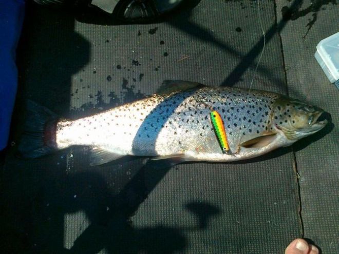 Tintti-Uistimen galleria