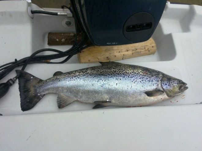 Tintti-Uistimen galleria