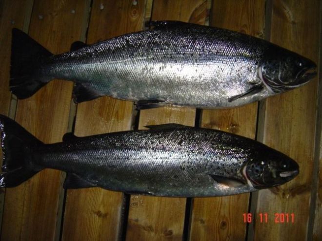 Tintti-Uistimen galleria