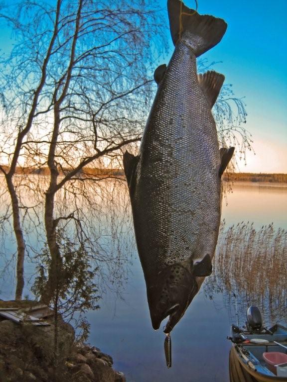 Tintti-Uistimen galleria