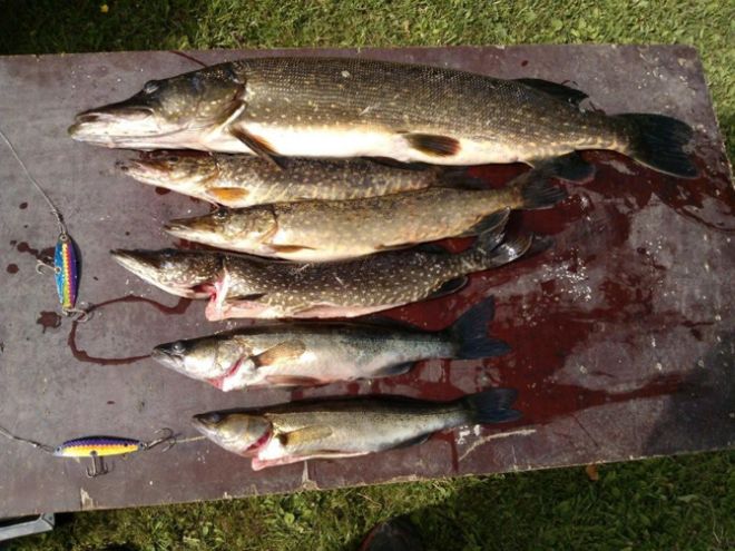 Tintti-Uistimen galleria