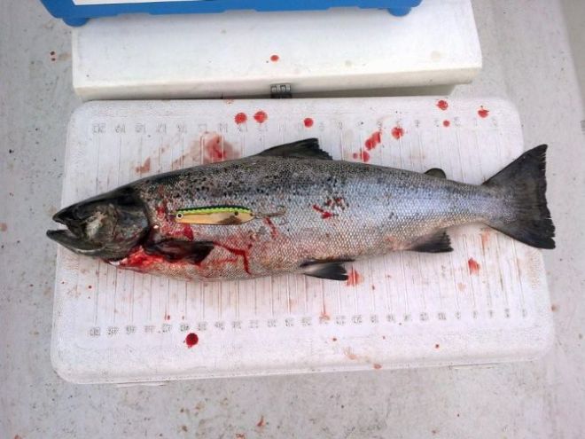 Tintti-Uistimen galleria