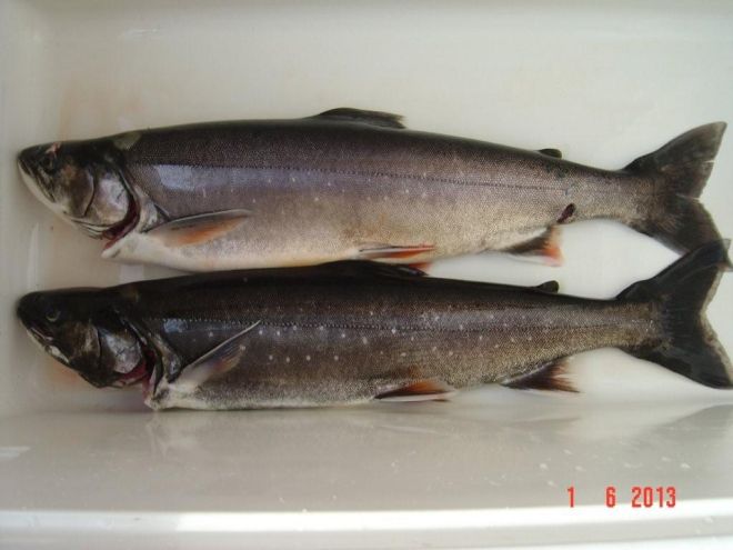 Tintti-Uistimen galleria