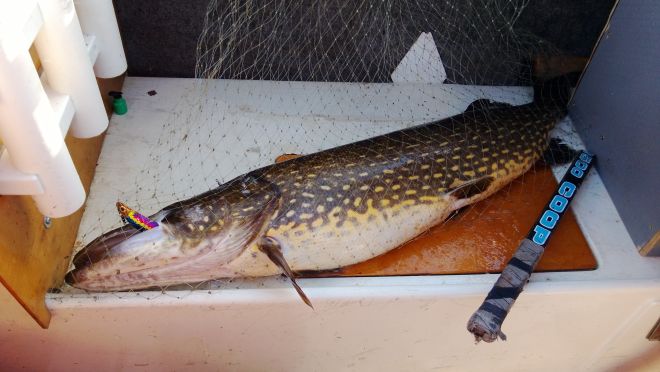 Tintti-Uistimen galleria