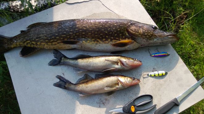 Tintti-Uistimen galleria