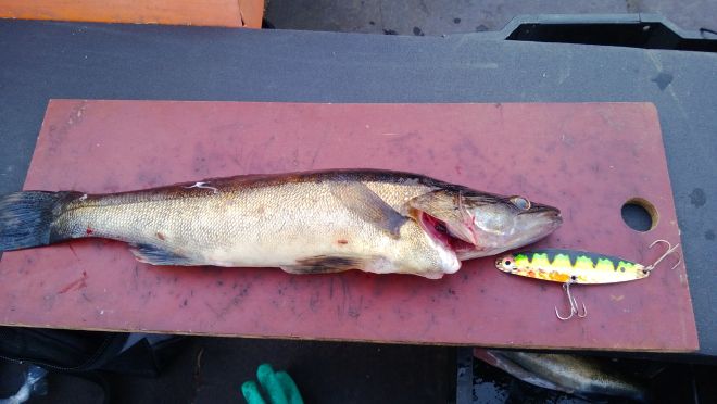 Tintti-Uistimen galleria