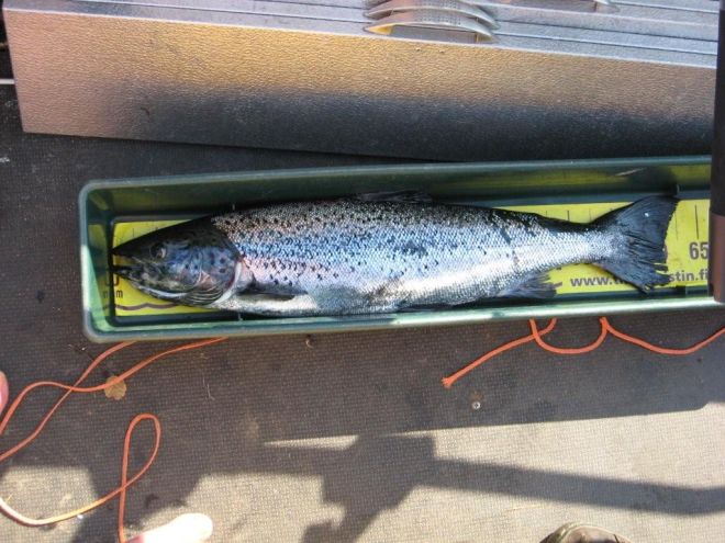 Tintti-Uistimen galleria