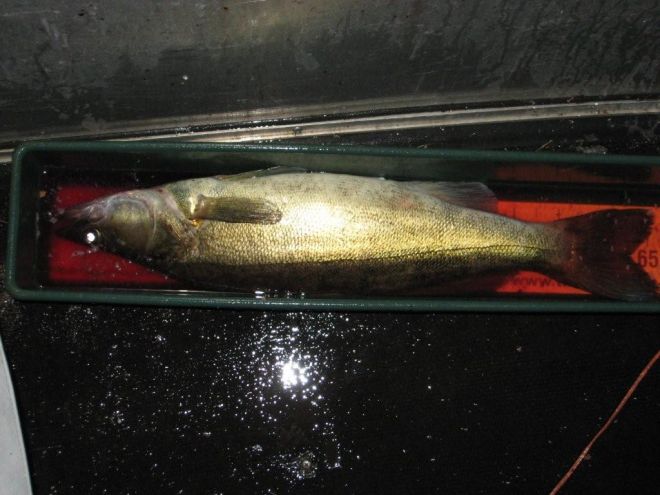 Tintti-Uistimen galleria