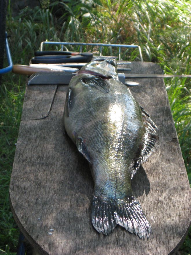 Tintti-Uistimen galleria